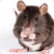 dOm_rAt