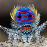 Tiny_Spider