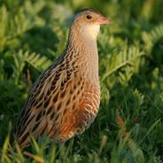 Corn Crake