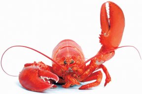 The Lobster Emperor