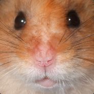 MAGICIAL BOOTY HAMSTER