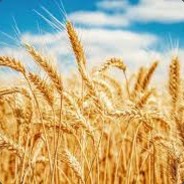 Wheat (100% GMO)