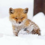 Foxinator ღ ʕ•ᴥ•ʔ