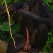 Bonobo Love