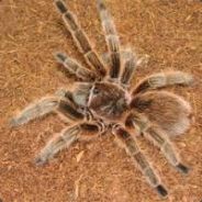 ϟTarantula-FREAKϟ