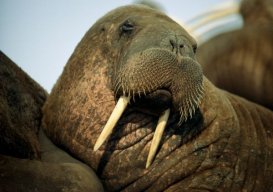 Wally the Pregnant Walrus