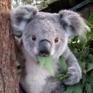 BradTheKoala