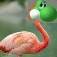 yoshi234567