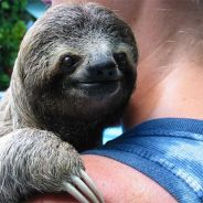 The Nigerian Sloth