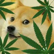 420dog