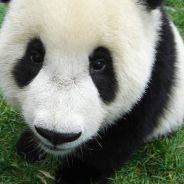 Panda Bear