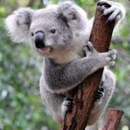 Paula The Koala