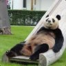 Handicaped Panda