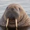 THE KING OF WALRUSES