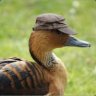 Duckwithahat