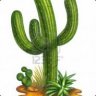 DrCactus?