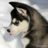 The Siberian Husky™