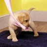 The Andrex Puppy