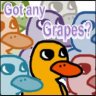 _Grapes_