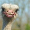 Ostrich