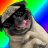 Pug lιfє