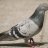 A pigeon - Team Pyro