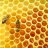 Sieur HoneyBee