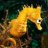 EpilepticSeaHorse