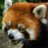 a red panda